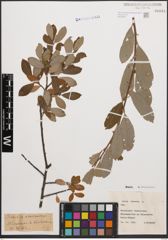 Foto von Salix cinerea L.